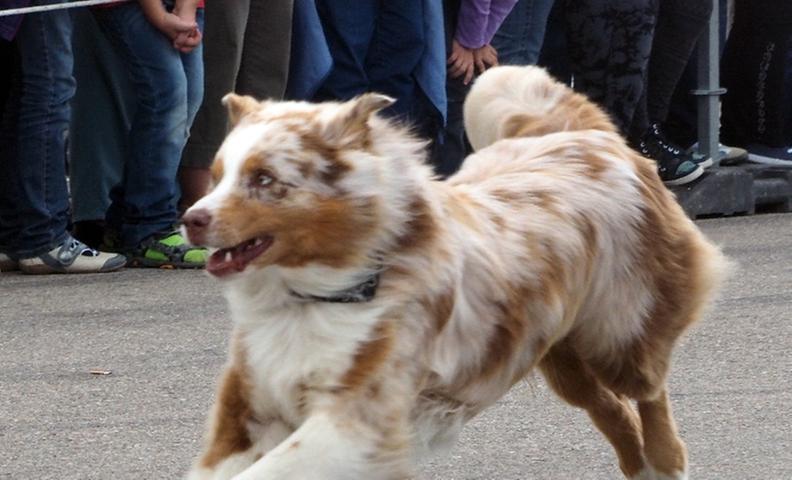 Hunde sprinten auf der Weißenburger Kirchweih