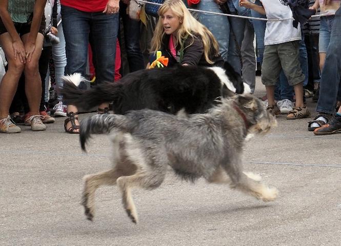 Hunde sprinten auf der Weißenburger Kirchweih