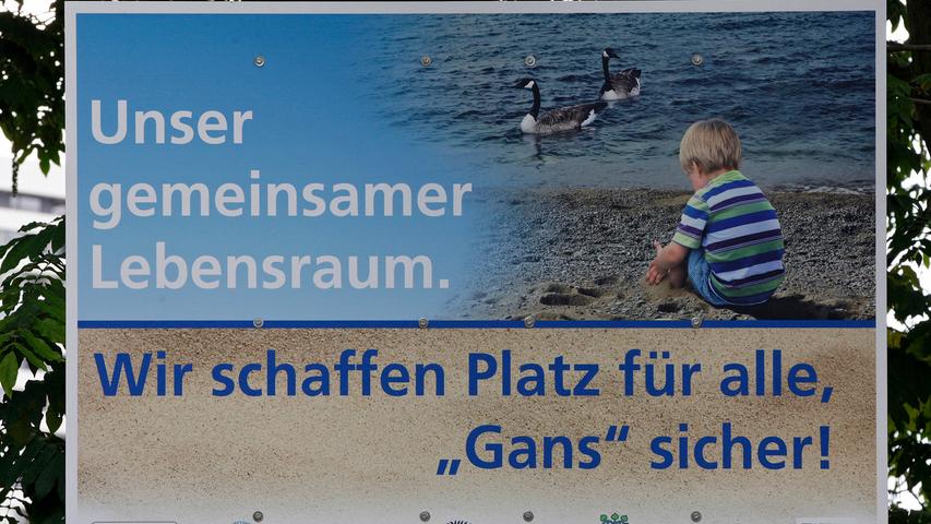 Unter dem Motto "Wir schaffen Platz für alle. 'Gans sicher'!", stellten das Wasserwirtschaftsamt, Sör und der Bund Naturschutz am Donnerstag den Aktionsplan für den Wöhrder See vor, damit...