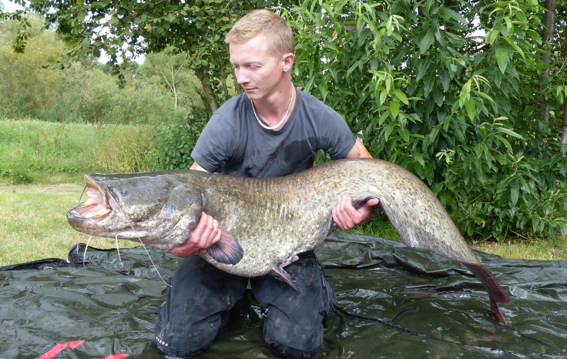 Fetter Fang in Franken Das sind die dicksten Waller der Region