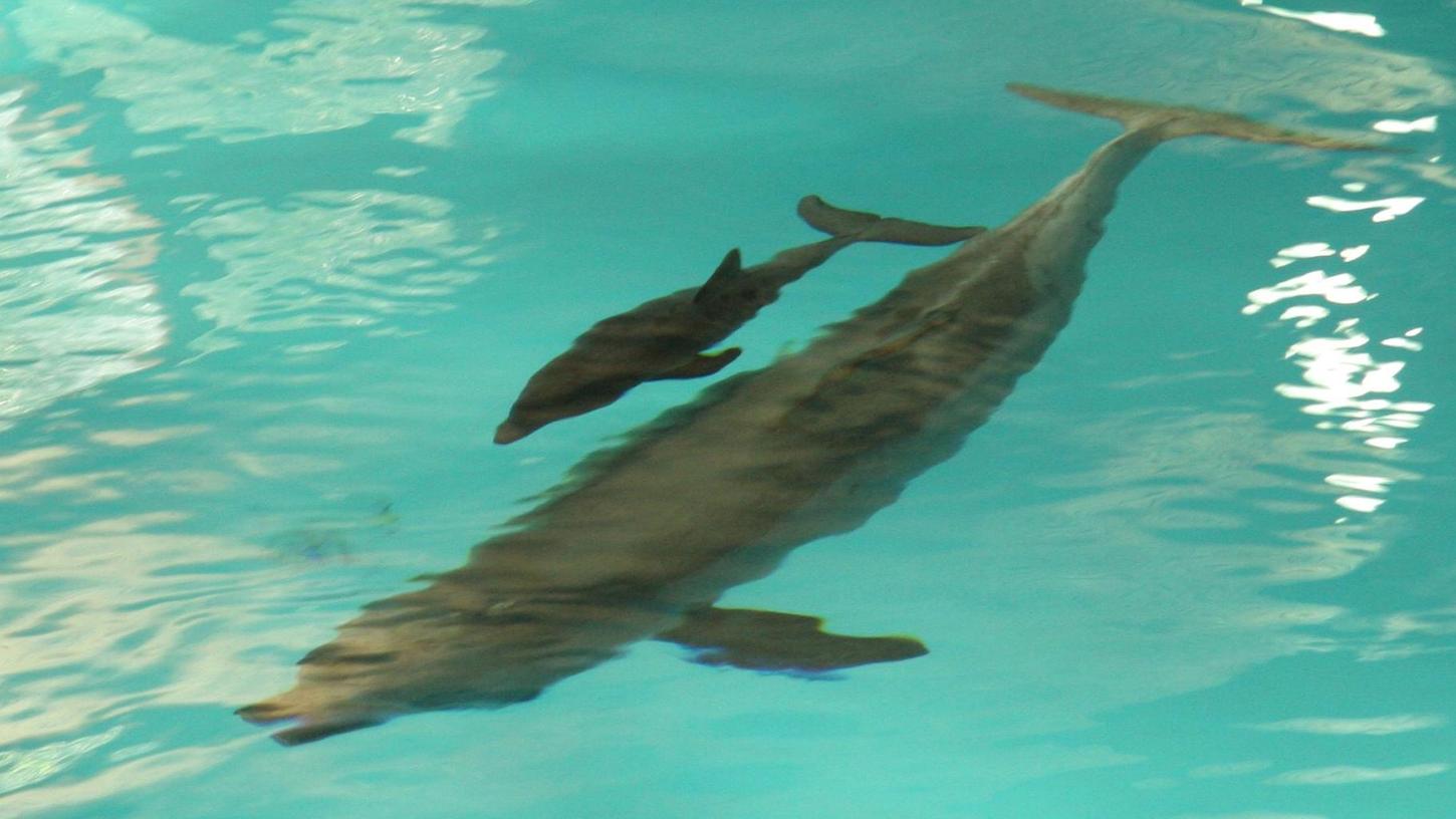 Das Kind von Delfinweibchen Sunny ist auf der Welt. Auf dem Bild zu sehen ist Sunny mit ihrem ersten Kalb, das allerdings nur drei Tage überlebte.