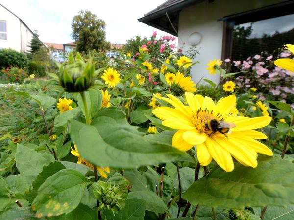 Hedwig Erhardt liebt ihren farbenprächtigen Garten