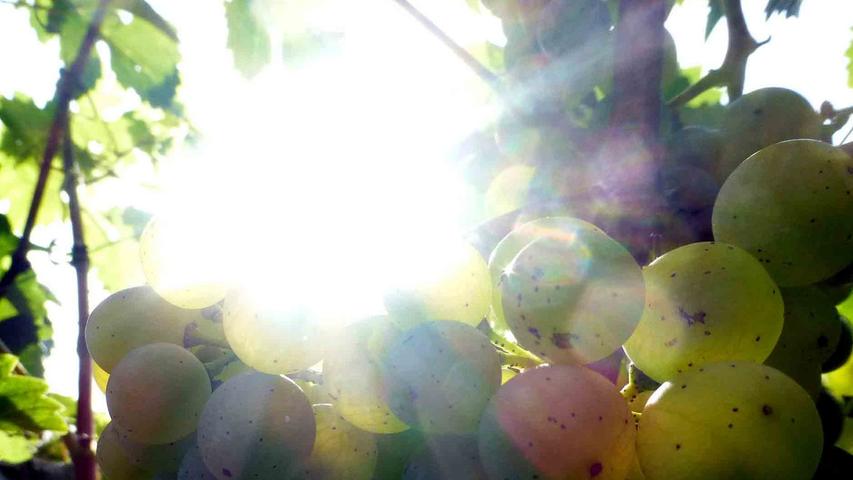 Die letzten Früchte zur Vollendung zu drängen und “die letzte Süße in den schweren Wein zu jagen” hat Rilke den Wunsch der Winzer der Herbstsonne zugeschrieben.