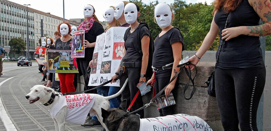Ein Herz für Straßenhunde: Stummer Protest in Nürnberg