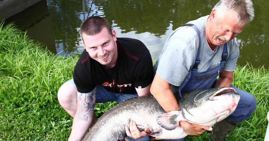 Andreas Sandel holte einen "dicken Fisch" aus der Aisch bei Weppersdorf. Der Waller wogt 65 Kilogramm und war vom Maul bis zur Flosse stattliche 170 Zentimeter lang.