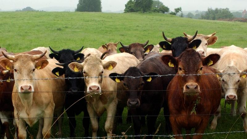 Bauer in Oberbayern von eigenen Rindern getötet