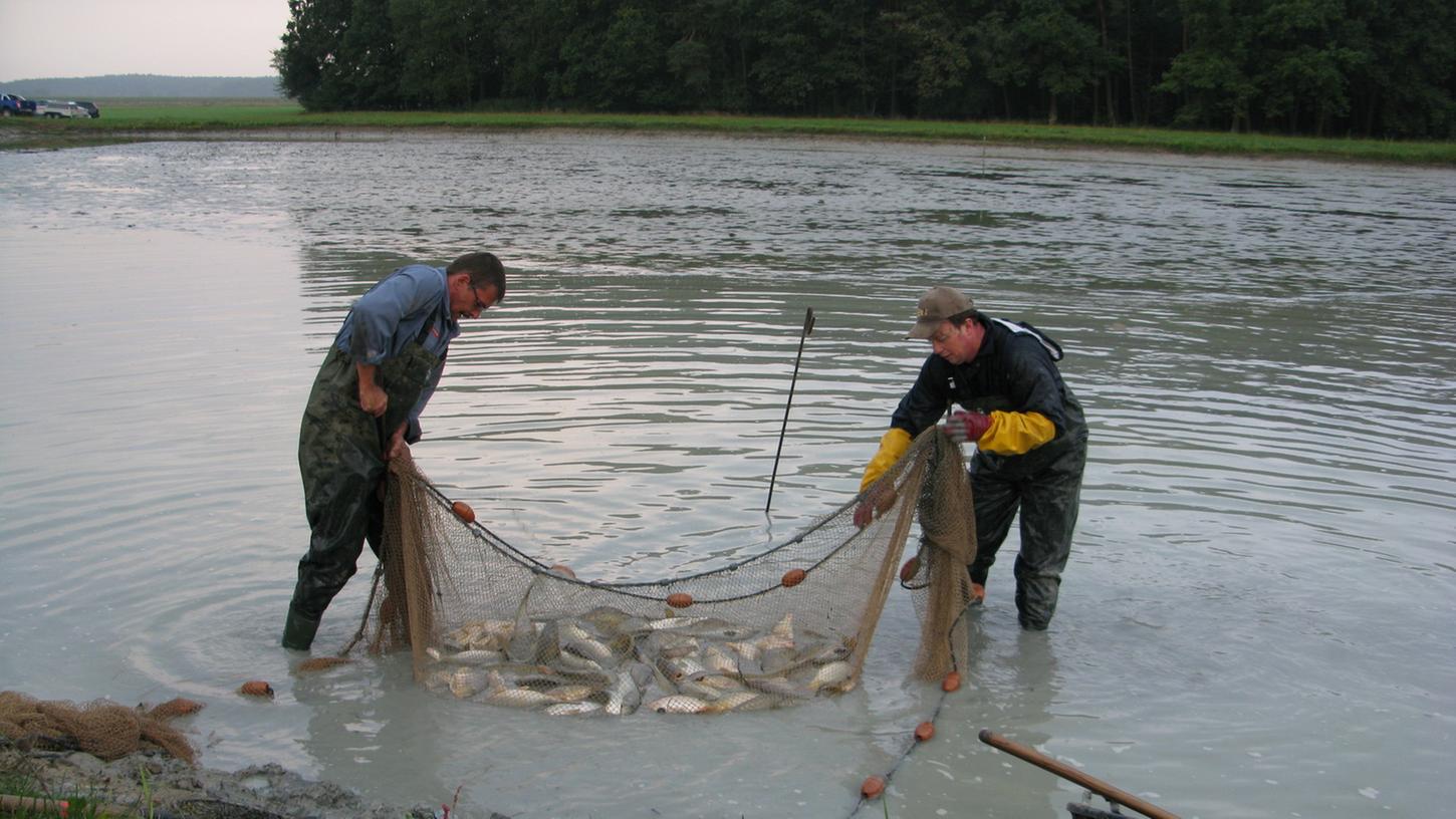Die Karpfensaison hat begonnen: Teichwirt Jürgen Schmitt (rechts) hat seinen ersten Weiher abgefischt.