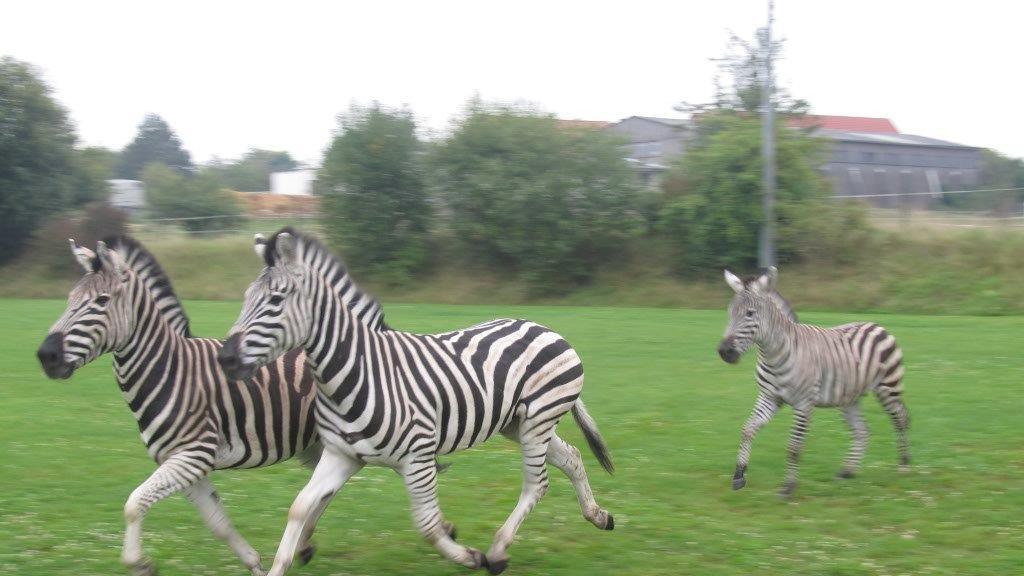 Die Entdecker der drei ausgebüchsten Zebras staunten nicht schlecht - die schwarz-weiß gestreiften Tiere sieht man nicht alle Tage frei herumlaufen.