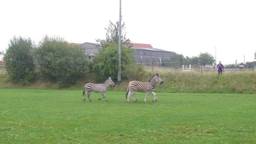 Am Donnerstagmorgen ging bei der Polizei in Amberg eine außergewöhnliche Beobachtung ein: Drei Zebras wurden freilaufend auf der Straße gesehen.