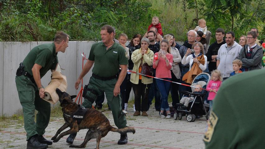 Die belgischen Schäferhunde der Polizei sind bestens trainiert und lassen erst los, wenn Herrchen es befiehlt.