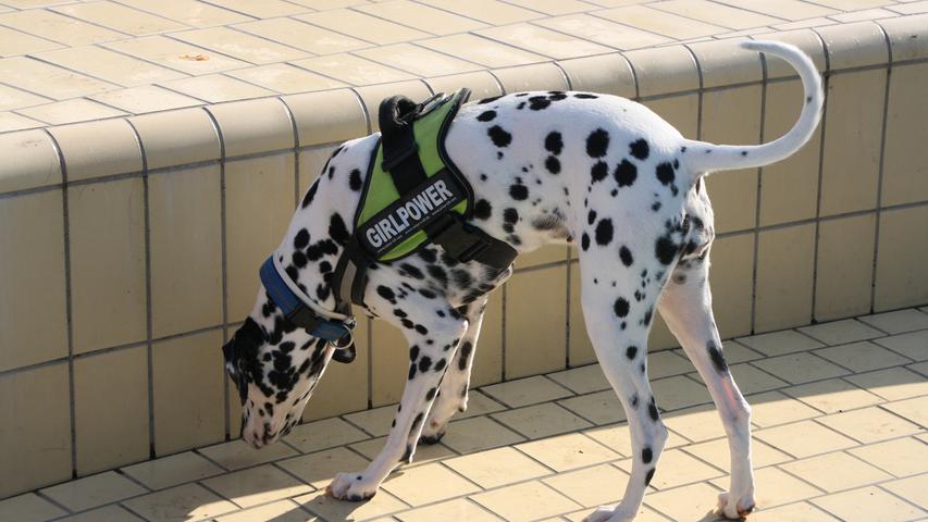 Riesengaudi für Hund und Herrchen im Stadionbad in Bamberg