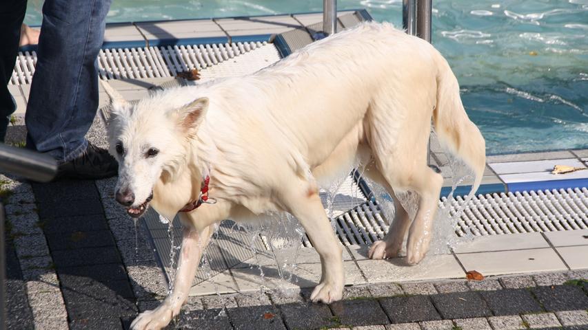 Riesengaudi für Hund und Herrchen im Stadionbad in Bamberg