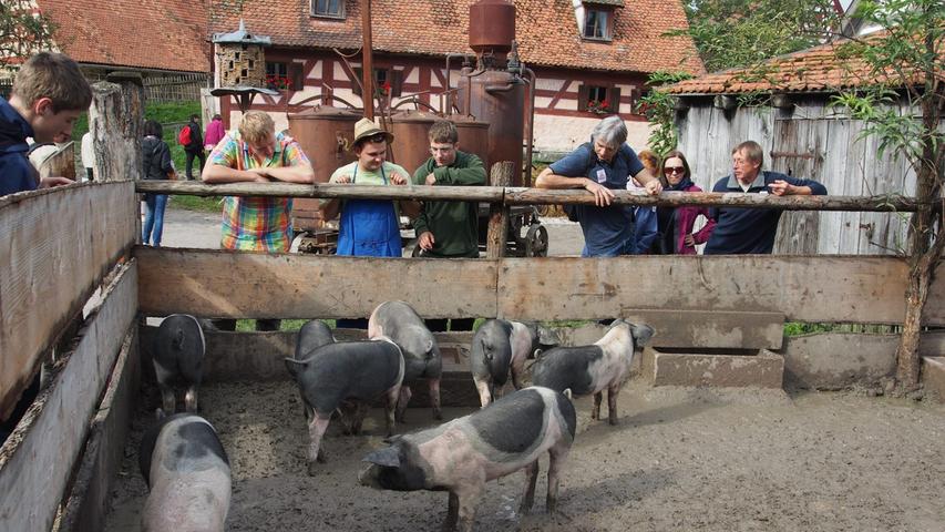 Die Schweine wurden damals noch wesentlich tierfreundlicher gehalten.