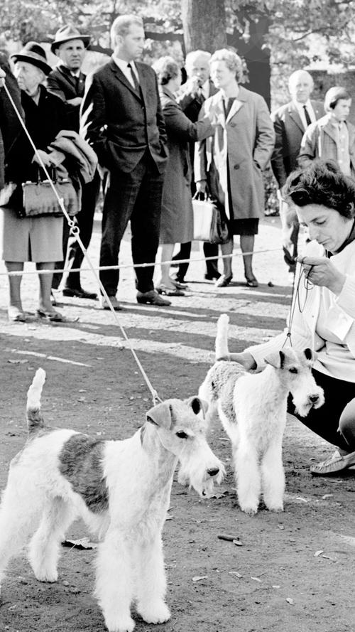 Großes Aufgebot kleiner Vierbeiner: zum 40jährigen Jubiläum des Nürnberger Terrierclubs zeigten sich gestern die Schönsten aller Schönen von ihrer besten Hundeseite. Hier gehts zum Artikel: Rasse und Schönheit