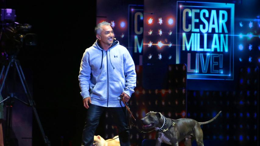 Tipps und Tricks vom Hundeflüsterer: Cesar Millan in Nürnberg