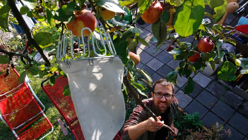 Schrebergärtner Ewald Guni pflückt Äpfel vom eigenen Baum.