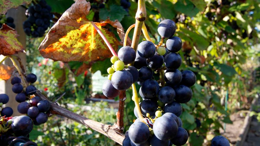 Auch Weintrauben gedeihen in der Kleingarten-Kolonie am Zeisigweg.