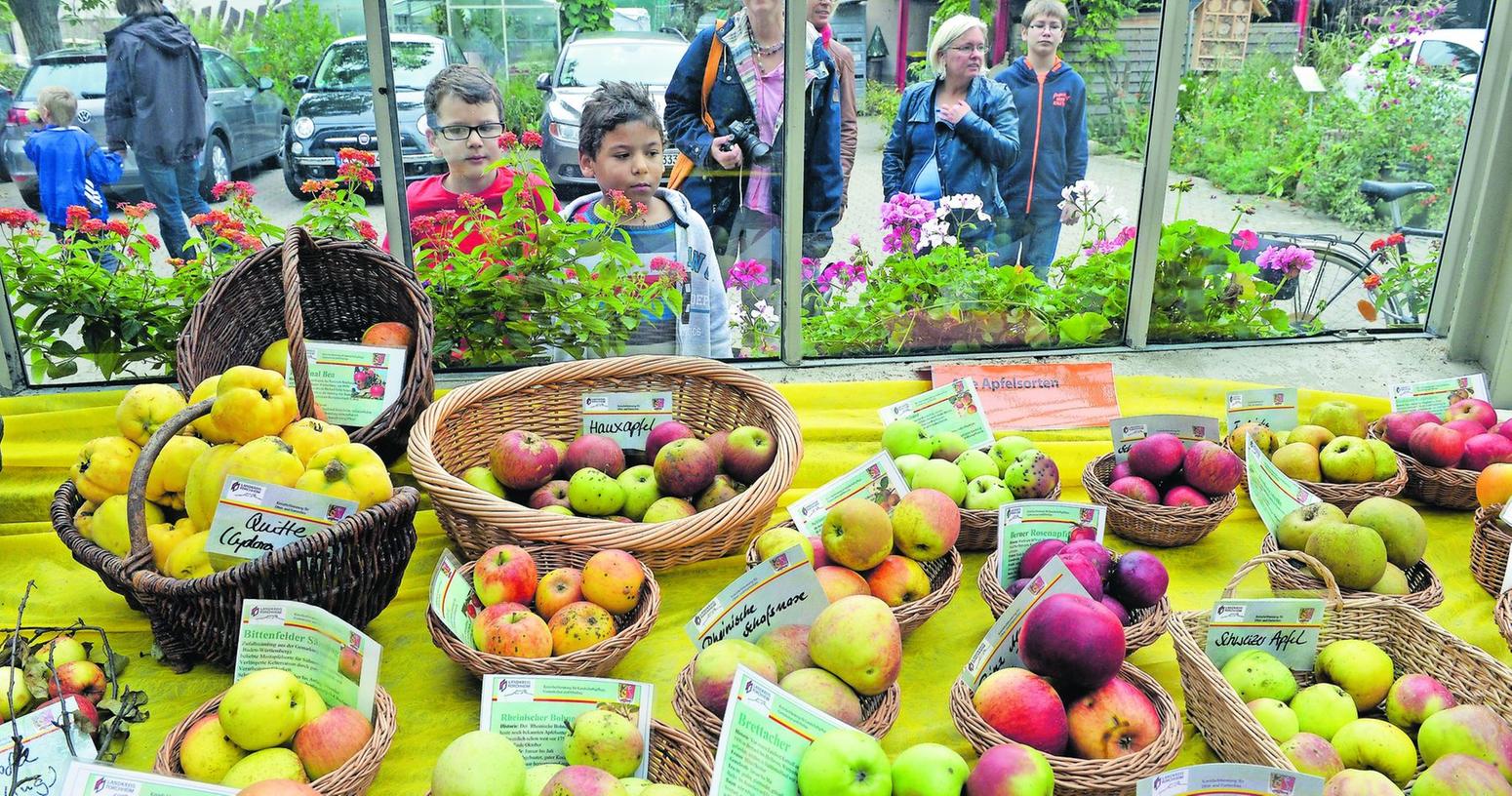 Erlangen: 220 Obstsorten im Angebot