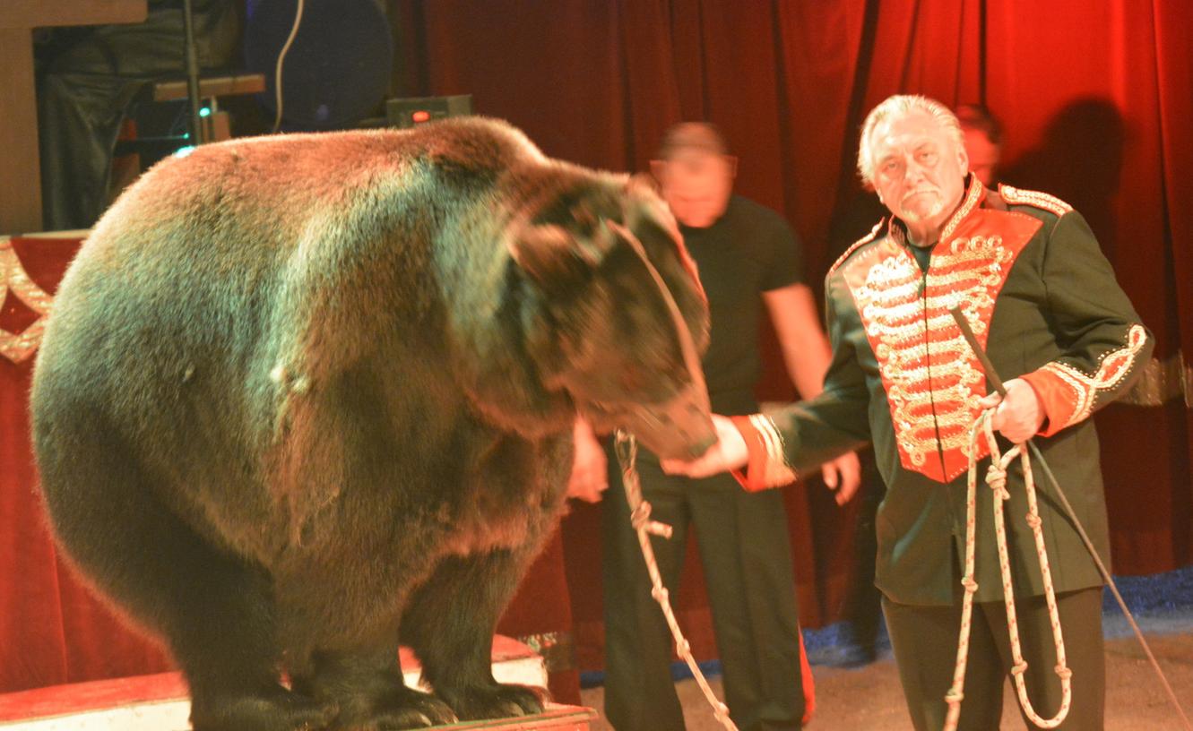 Braunbär Ben ist ausgeliehen - vom Zirkus Alberti, der wiederholt scharfe Kritik von Tierschützern einstecken musste.