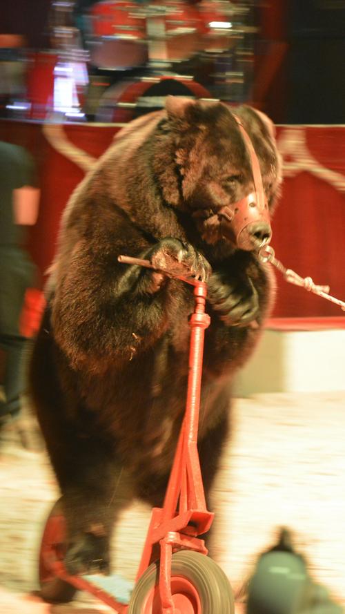 Der Auftritt des etwa 400 Kilogramm schweren Bären Ben, der dressiert von Tier-Trainer Harry Francesco auf einem überdimensionierten Roller in der Manege seine Runden dreht, stößt jedoch nicht nur auf Begeisterung.