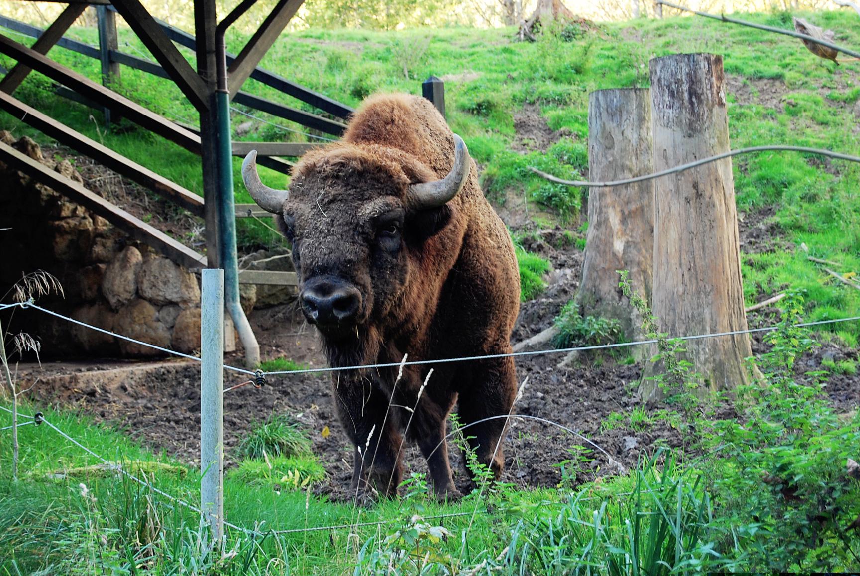 Ebenso wie sein amerikanischer Verwandter, der Bison, lebt der Wisent, der früher in ganz Europa verbreitet war, heute nur noch in Reservaten.