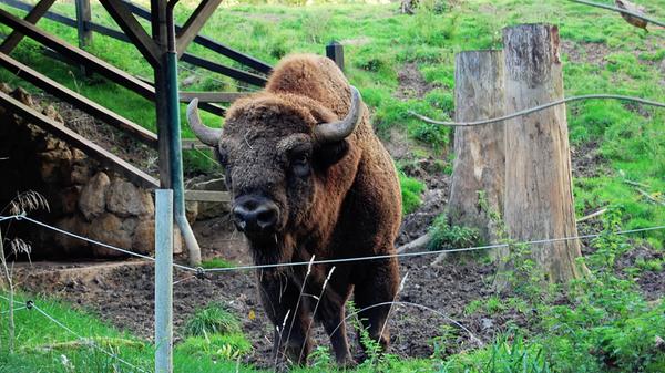 Ebenso wie sein amerikanischer Verwandter, der Bison, lebt der Wisent, der früher in ganz Europa verbreitet war, heute nur noch in Reservaten.
