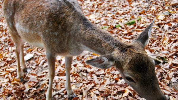 ...alles andere als scheu.