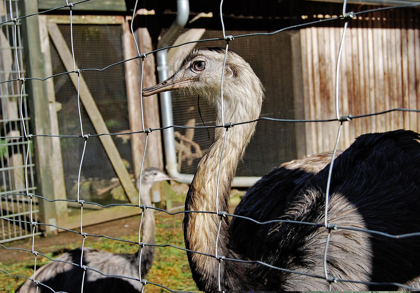 ...oder Nandu: Die Artenvielfalt im Wildpark ist groß.