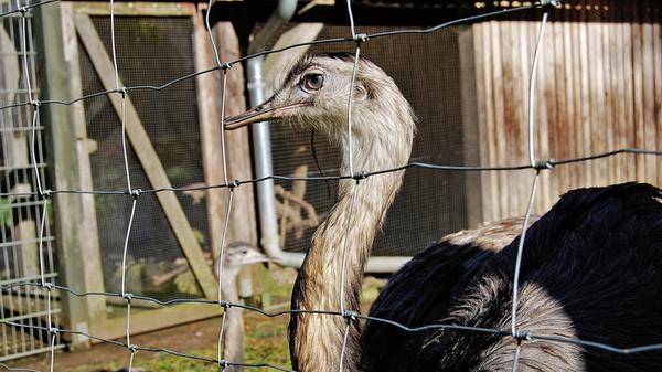 ...oder Nandu: Die Artenvielfalt im Wildpark ist groß.