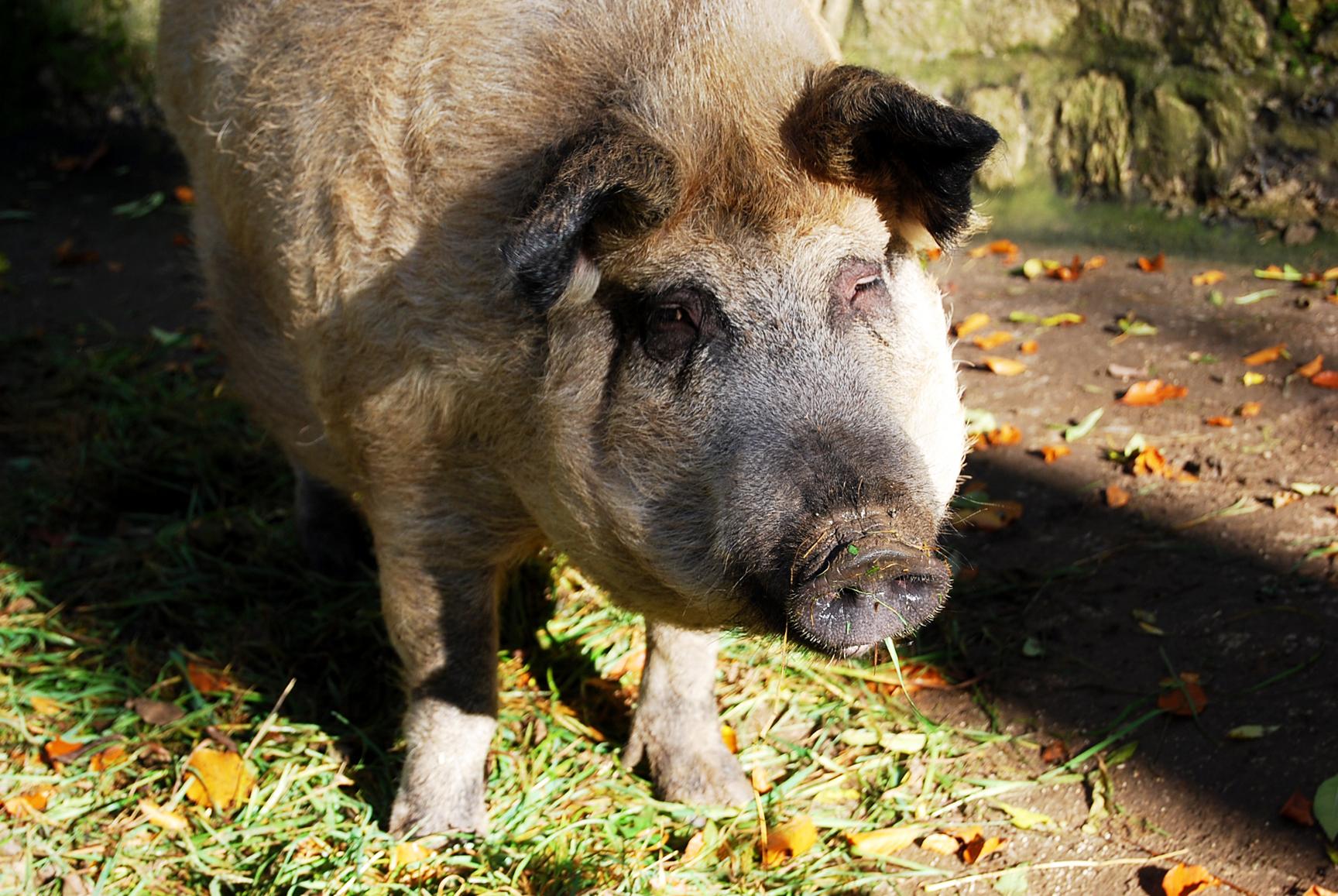 ...wird durch die schelmische Freundlichkeit eines Wollschweins wieder Wett gemacht.
