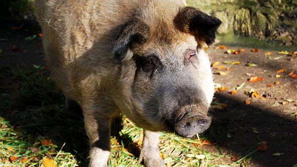 ...wird durch die schelmische Freundlichkeit eines Wollschweins wieder Wett gemacht.