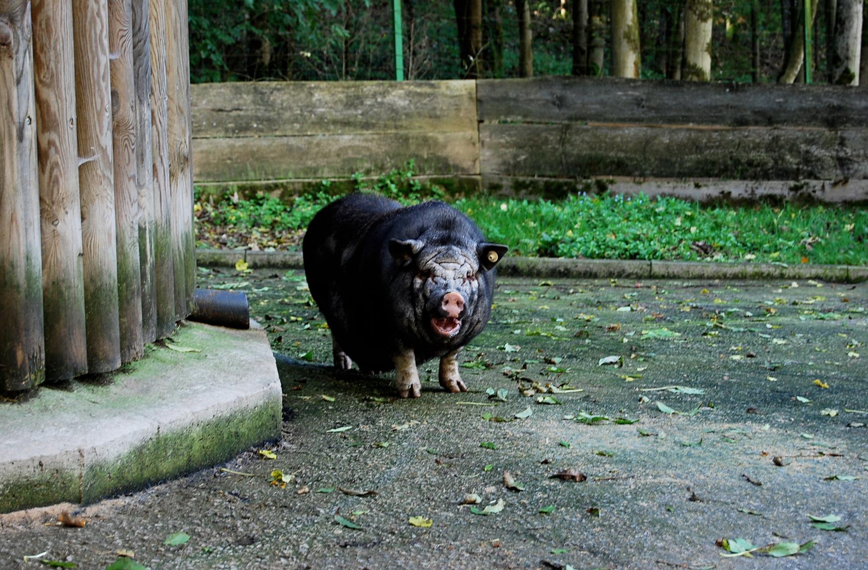 ...und misstrauische Hängebauchschwein-Augen,...