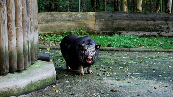 ...und misstrauische Hängebauchschwein-Augen,...