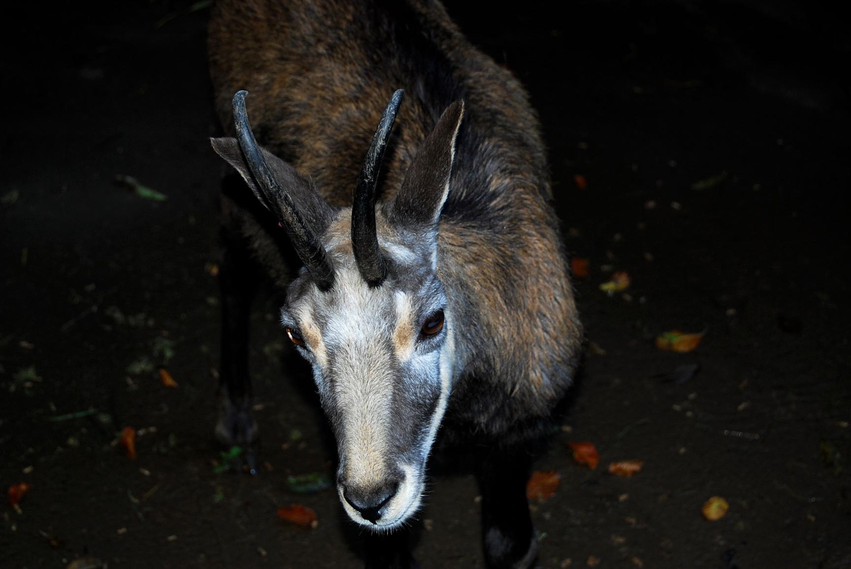 Wildpark Hundshaupten