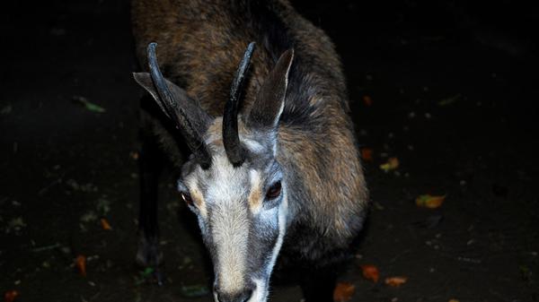 Wildpark Hundshaupten