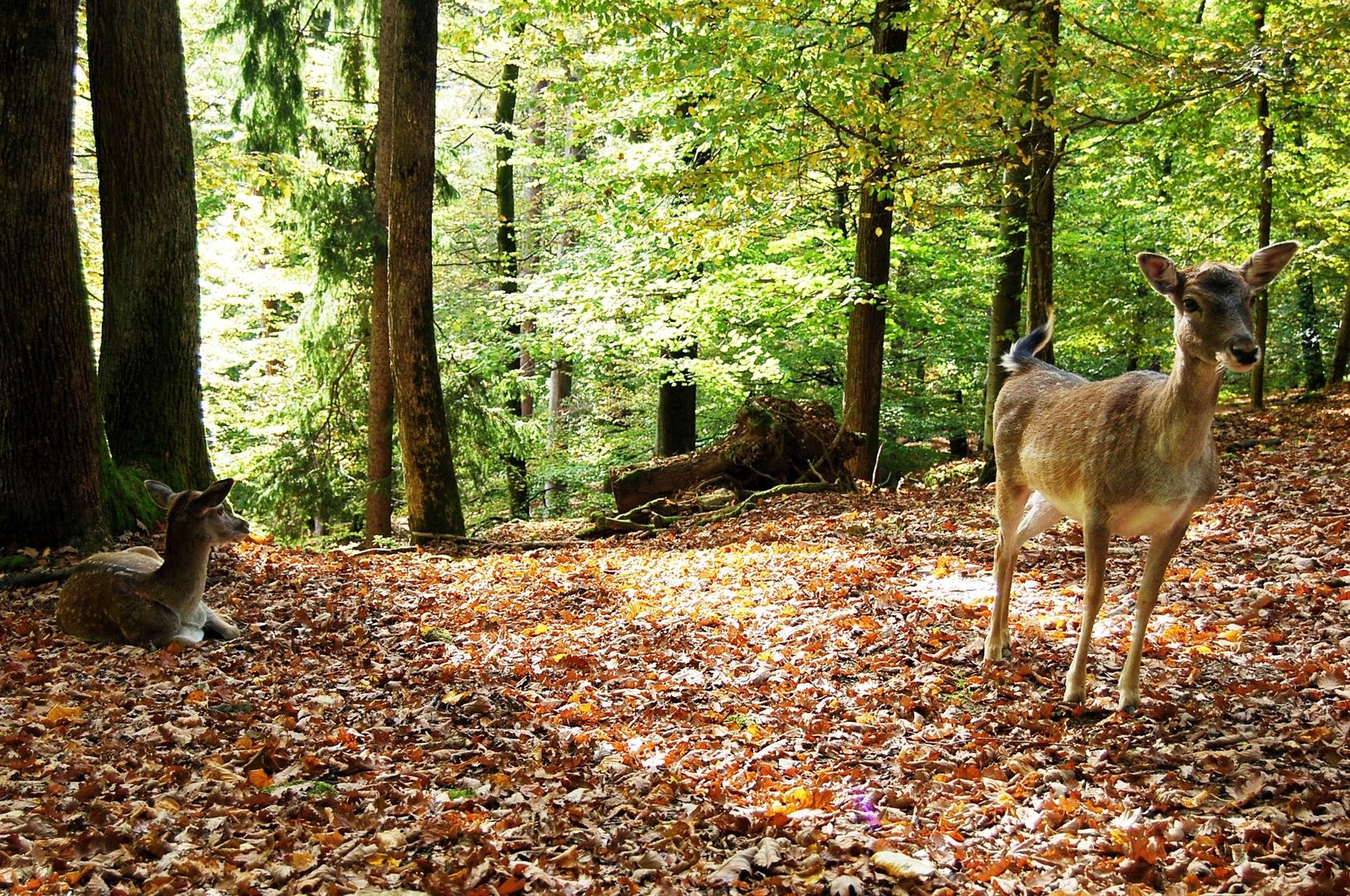 ...auf dem Gelände anzutreffen.
