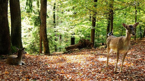 ...auf dem Gelände anzutreffen.