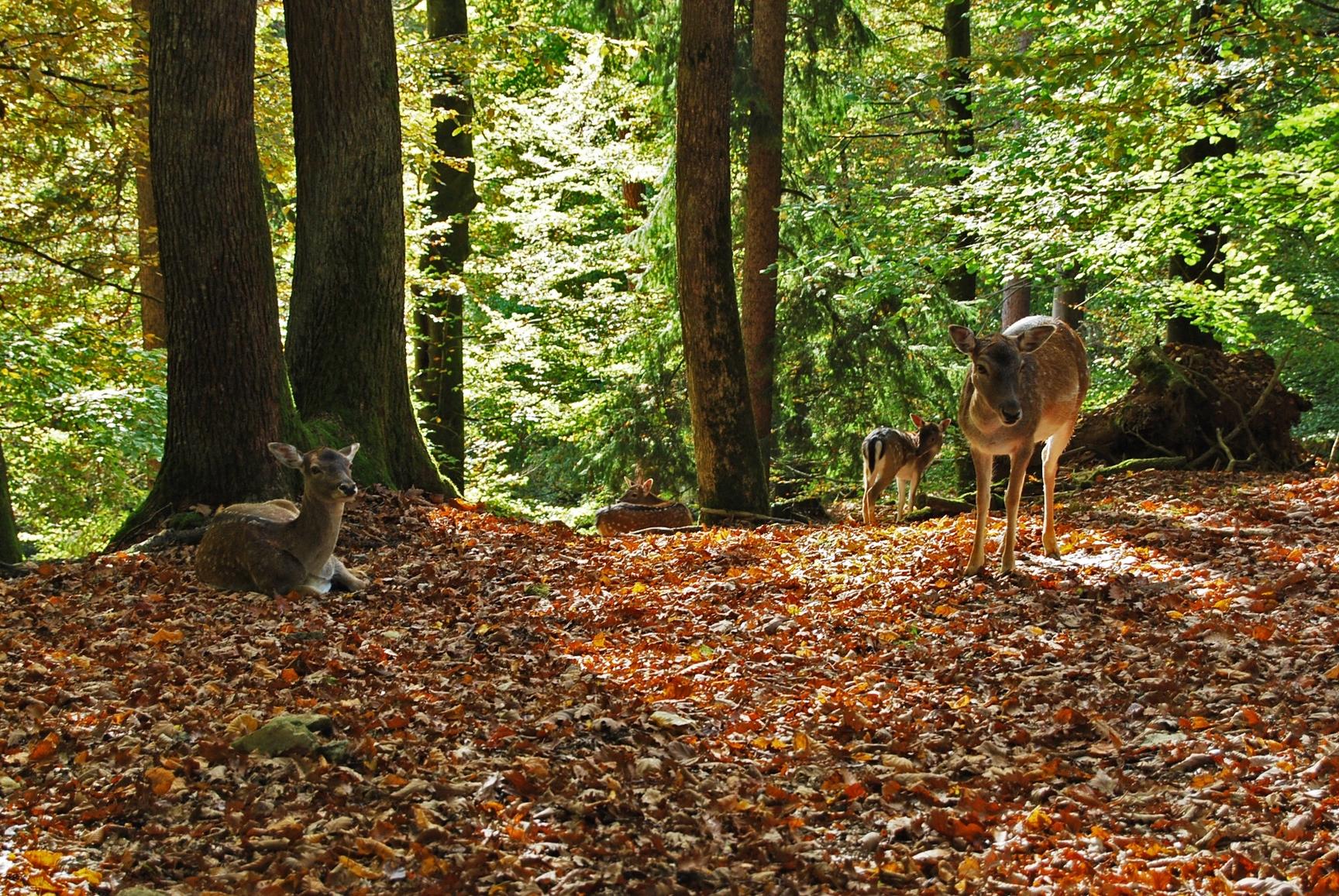 ...sondern auch freilebende Hirsche sind...