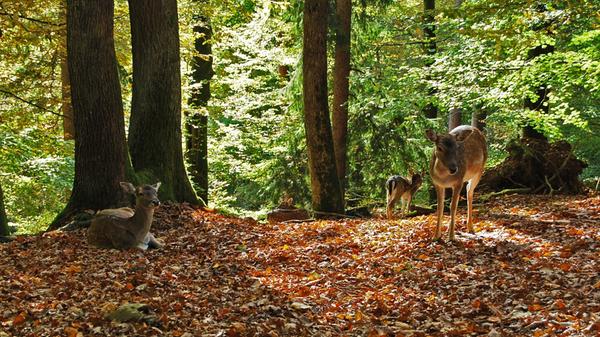 ...sondern auch freilebende Hirsche sind...