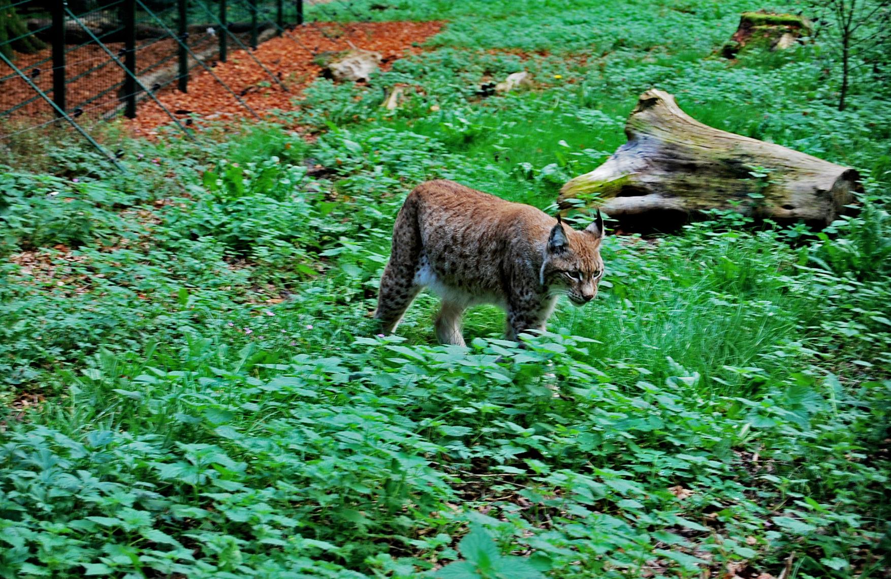 Unweigerlich ehrfürchtiger werden die Besucher beim Luchs.