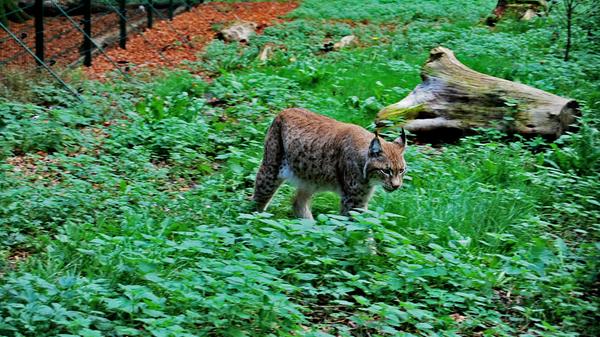 Unweigerlich ehrfürchtiger werden die Besucher beim Luchs.