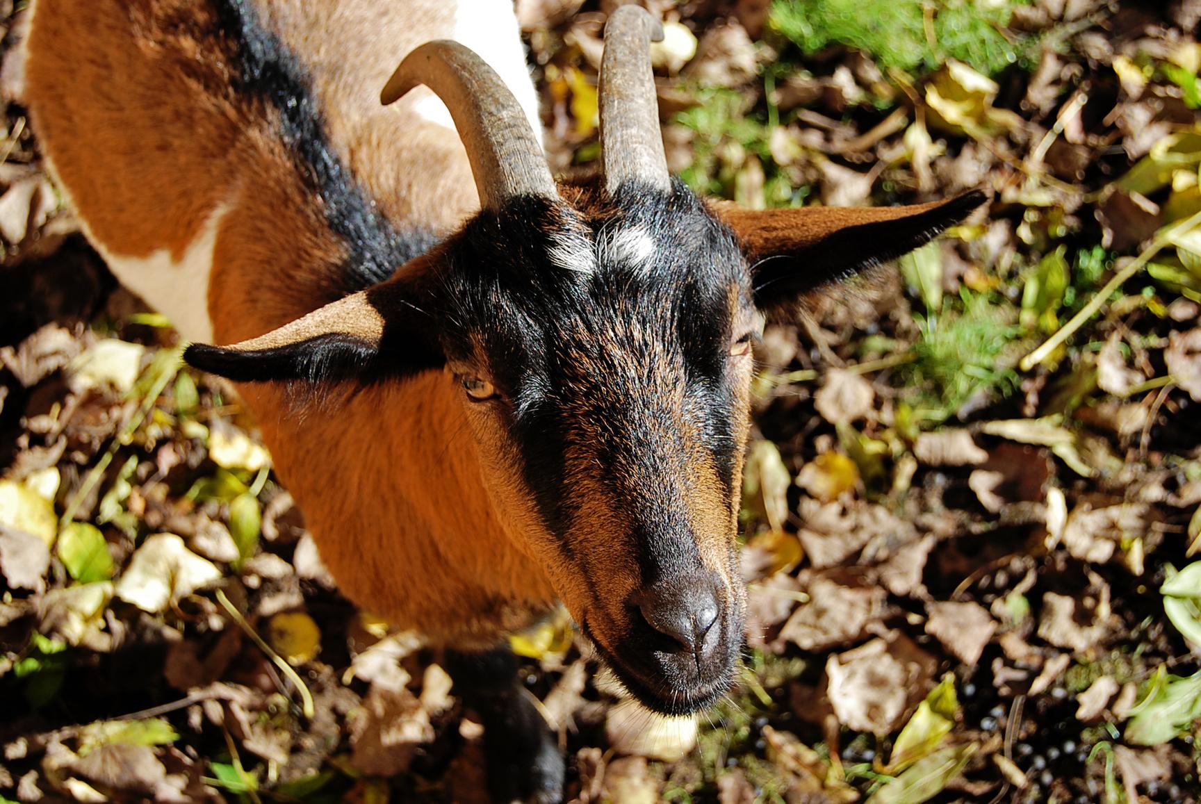 Nicht nur Haustiere wie Zwergziegen im Gehege...