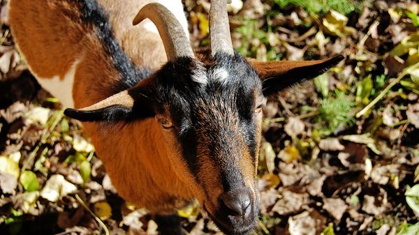 Nicht nur Haustiere wie Zwergziegen im Gehege...