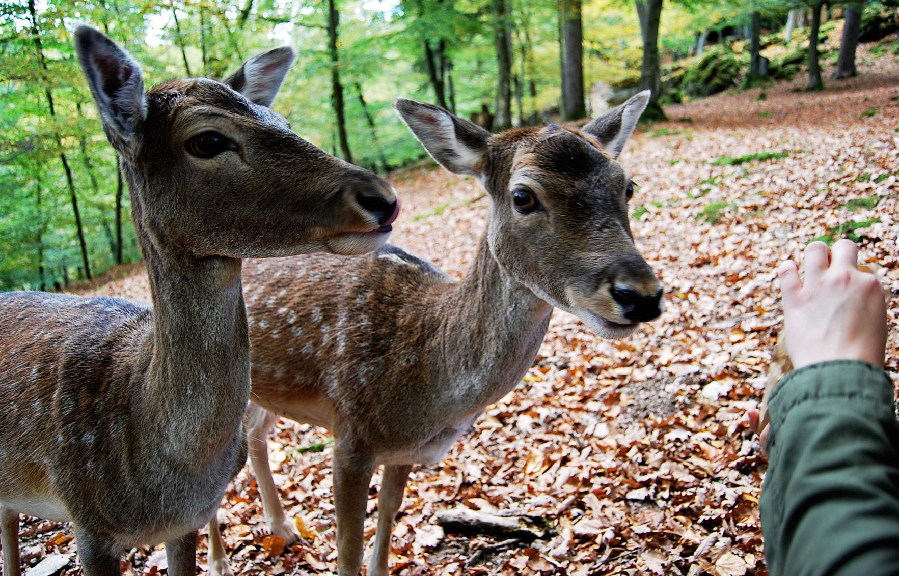 Die Tiere, die offenbar an den Anblick von Menschen gewohnt sind, zeigen sich bisweilen ...