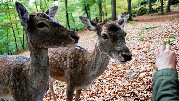 Die Tiere, die offenbar an den Anblick von Menschen gewohnt sind, zeigen sich bisweilen ...
