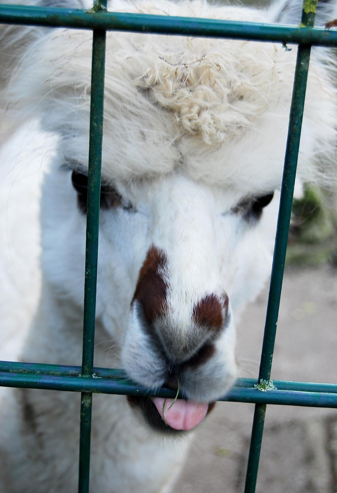 Doch derlei Publicity haben die domestizierten Kamele aus Südamerika...