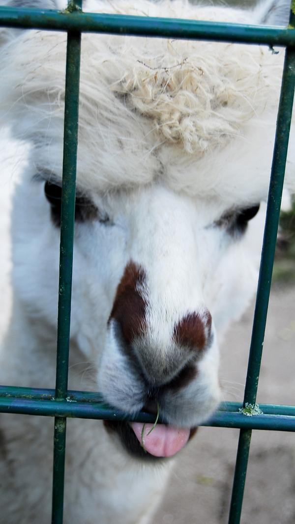 Doch derlei Publicity haben die domestizierten Kamele aus Südamerika...