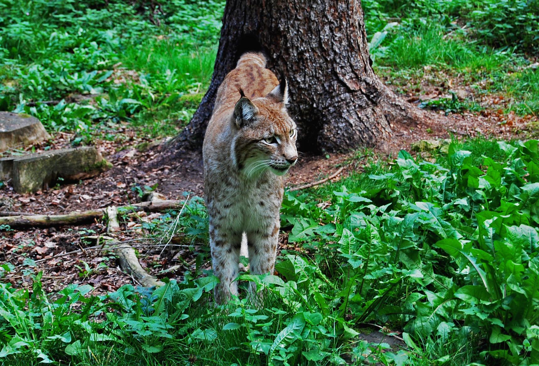 ...ist unumschränkter Herrscher in ihrem Gehege. Wessen Puls danach verrückt spielt...