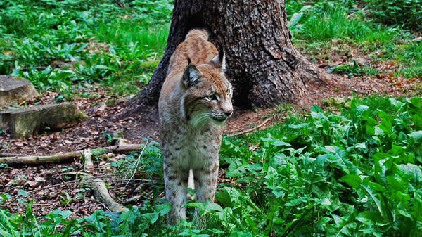 ...ist unumschränkter Herrscher in ihrem Gehege. Wessen Puls danach verrückt spielt...