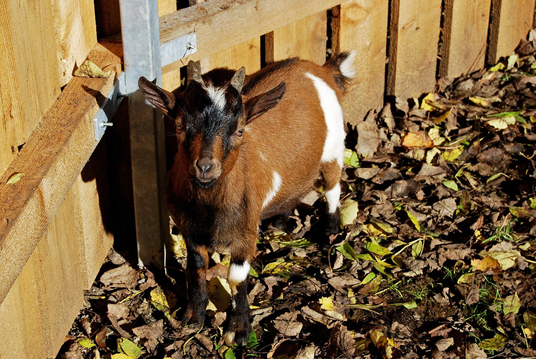 ...dem sei der Gang zurück zu den Zwergziegen empfohlen.